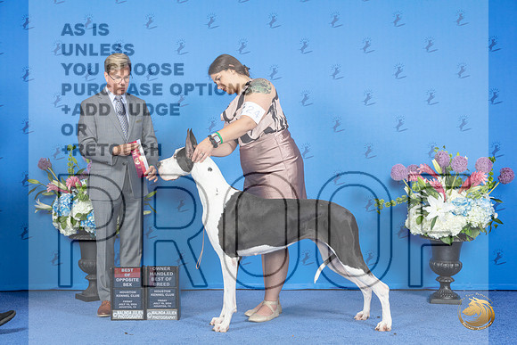 Great Dane #24 FRI BOS BOBOH Judge Douglas Johnson__JP_8981_Houston_2024_HR3