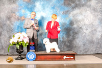 Bichon Frise #26 SUN BOS Judge Luis Sosa