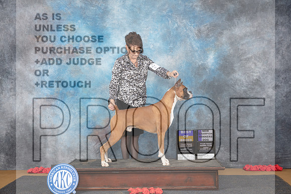 Boxer #5 Sun WDBOB NCh Judge Nikki Riggsbee__JP_0578_Sulphur Springs_2024_HR3
