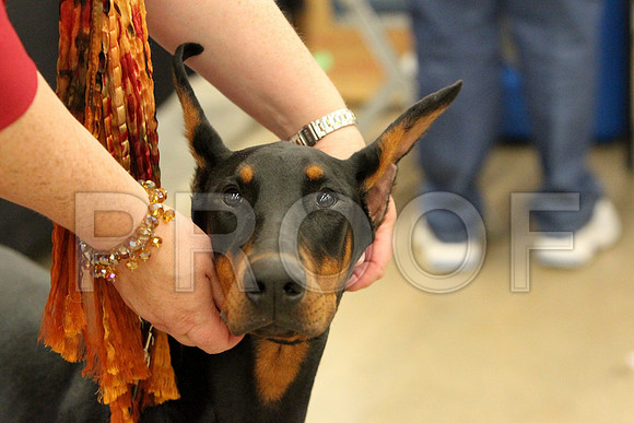 Dobe-9864