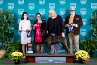 Dutch Shepherd #144 Sat G2