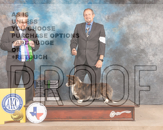 Cardigan Welsh Corgi #26 Fri BOBBBX Judge Patrick Smith-MMJ_7582-FW2022-HR3