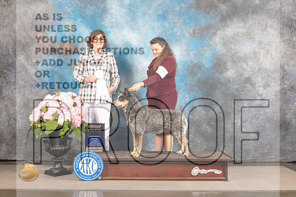 Australian Cattle Dog #7 Sat G4 Judge Carrie Chase_MJ_7070_Houston_2022_HR3
