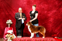 Australian Shepherd Sat S1 Best Male Mari Jo Sharer Judge Stan Matsamoto