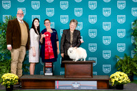 Deborah Jones UKC TDI 2024