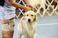 Golden Retriever Sat S2 Ring