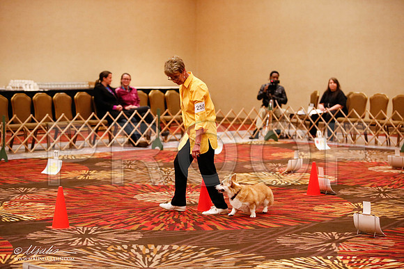 _JJ_7526-HstnCorgiFeb2015-HR3