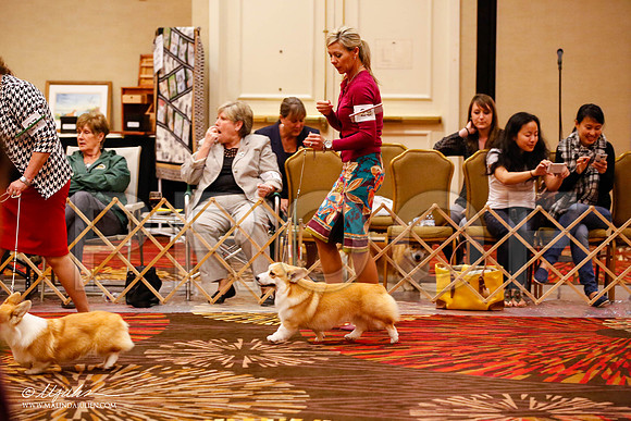 _JJ_9426-HstnCorgiFeb2015-HR3