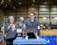 Chinese Crested #14 Sun BOB +A1