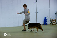 Australian Shepherd Sat Ring S1