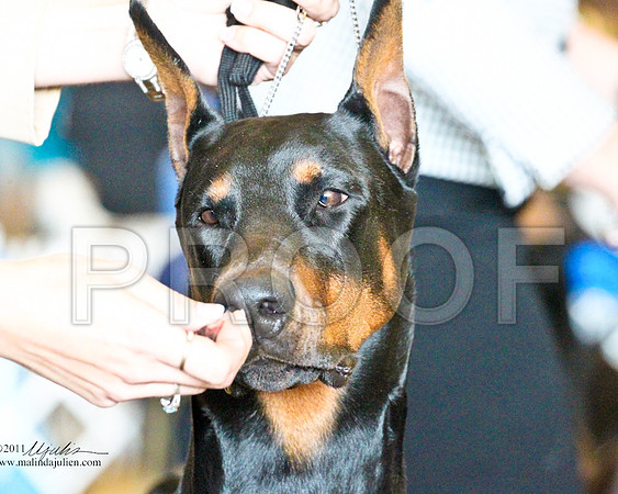 Dobe-3469-1