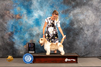 PBGV #7 WED BOW WD NCH Judge Richard Nance