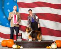 Shetland Sheepdogs #11 Sun G2 Carlisle Stephen Chad Romines Judge Mr Allen L Odom