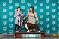 English Springer Spaniel #439 Sat TDBIS Judge Lori Sargent