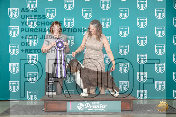 English Springer Spaniel #439 Sat TDBIS Judge Lori Sargent__JP_2789_Premier_2024_HR3