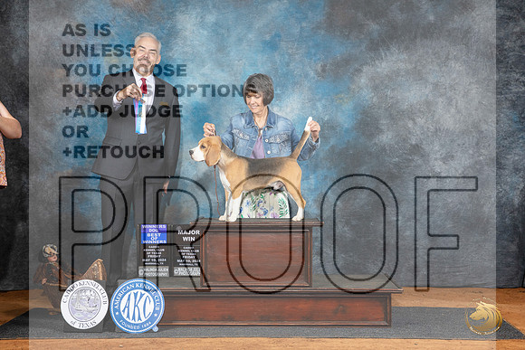 Beagle 15 #7 Fri WDBOWM Judge Dale Martensen__JP_7040_MARSHALL_2024_HR3