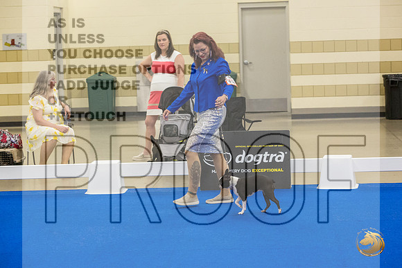 Boston Terrier #707 #974 Ring Fri_JJL_2081_Premier_2024_HR3