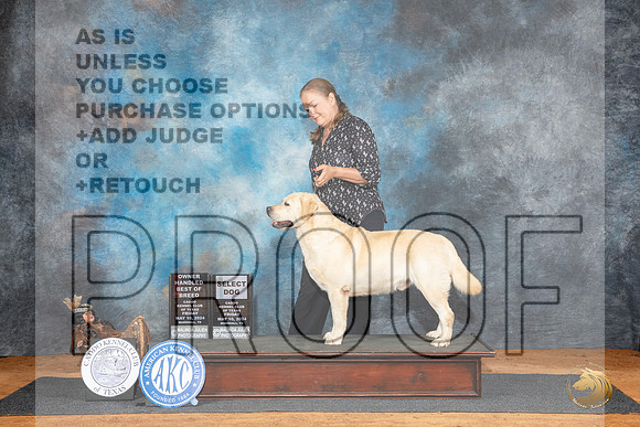 Labrador Retreiver #23 Fri SDOHBOB Judge Robert Stein__JP_6892_MARSHALL_2024_HR3