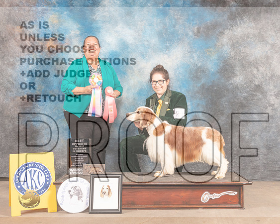 Welsh Springer Spaniel #21 Fri BOSSweeps Judge Sandy Lear-MMJ_7732-FW2022-HR3