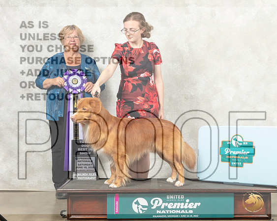 Nova Scotia Duck Tolling Retriever #175 Sat TDBIS Judge Mary Ellen Meyer__MJ_8815_Premier_2022_HR3