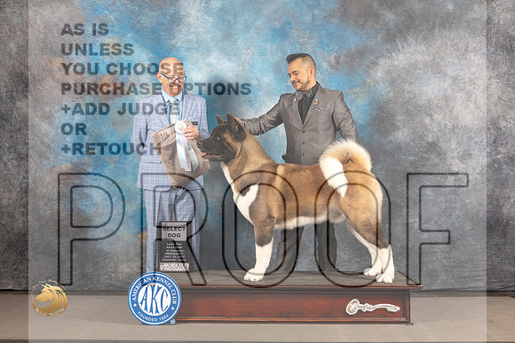Akita #17 WED SD Judge Donald Plummer_MJ_2372_Houston_2022_HR3