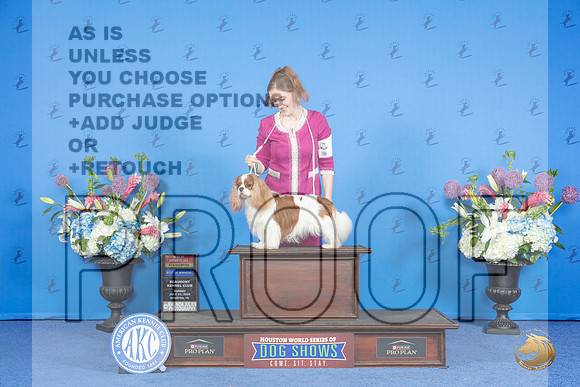 Cavalier King Charles Spaniel #7 SUN WD BOW BOS NC Judge Wood Wornall__JP_0433_Houston_2024_HR3