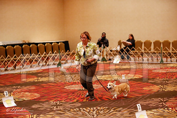 _JJ_7962-HstnCorgiFeb2015-HR3