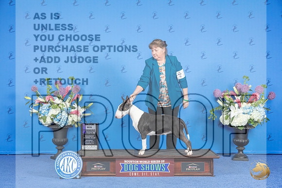 Bull Terrier Colored #24 SAT WB M Judge Nancy Liebes__JP_9971_Houston_2024_HR3