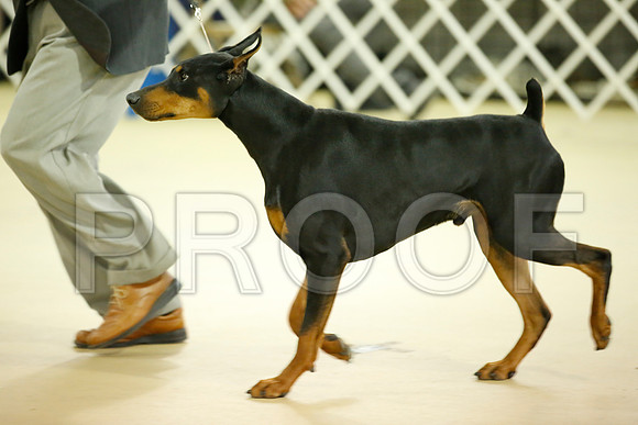 dobe-7240