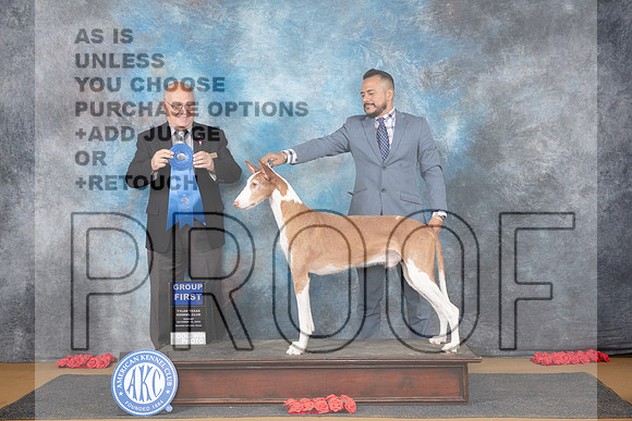 Ibizan Hound #5 Sun G1 Judge Sidney Marx__JP_0867_Sulphur Springs_2024_HR3