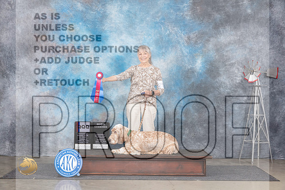 English Setter #25 Thurs HCQQQ Judge Terry Thorton__JP_4930_Amarillo_2024_HR3