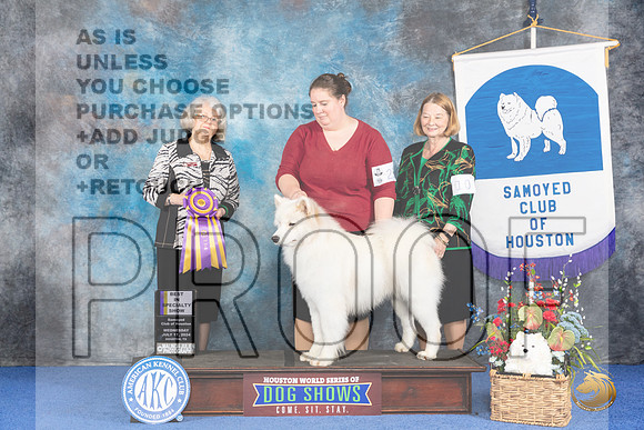 Samoyed #25 WED BOB BISp Judge Annella Cooper__JP_7169_Houston_2024_HR3