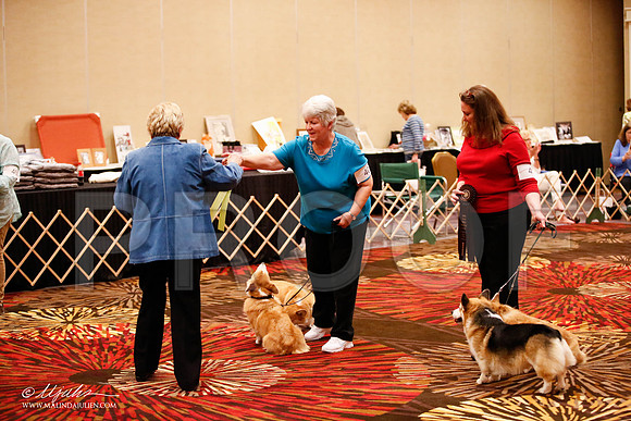 _JJ_7934-HstnCorgiFeb2015-HR3