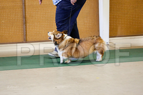 Corgi-5708-NormanNov13-HR