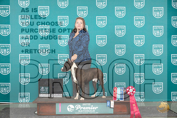 American Pit Bull Terrier #1081__JP_2891_Premier_2024_HR3