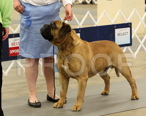 VetDog-9318