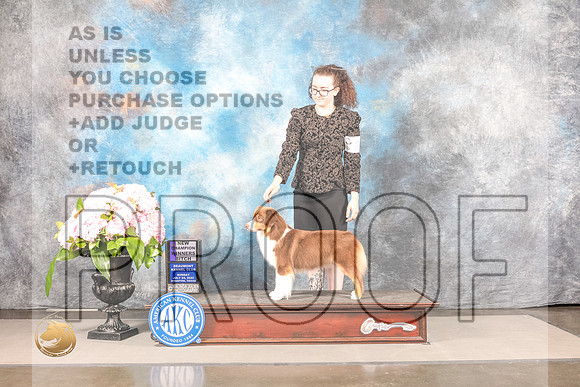 Miniature American Shepherd #20 Sun WB Judge Carrie ChaseMiniature American Shepherd #20 Sun WB Judge Carrie Chase_MJ_7707_Houston_2022_HR3_Houston_2022_HR3