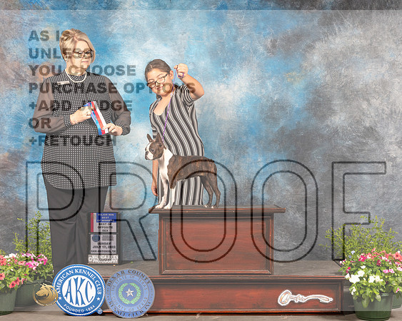 Boston Terrier #12 Sun BOSBOW Judge Cindy Lane-_MJ_0824e-HR3