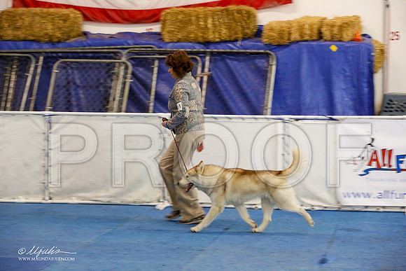 _M3_7957-AddisonHuskyMar2015-HR3