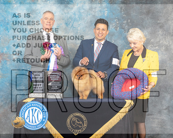 Pomeranian #11 Thur BOWBBEOHBOB Judge Luis Carlos Esperon_MJ_9494e_HstnToy_2022_HR3