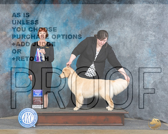 Golden Retriever #8 Sat BOW Judge Linda Hurlebaus__JP_4755e_Fayetteville_2024_HR3