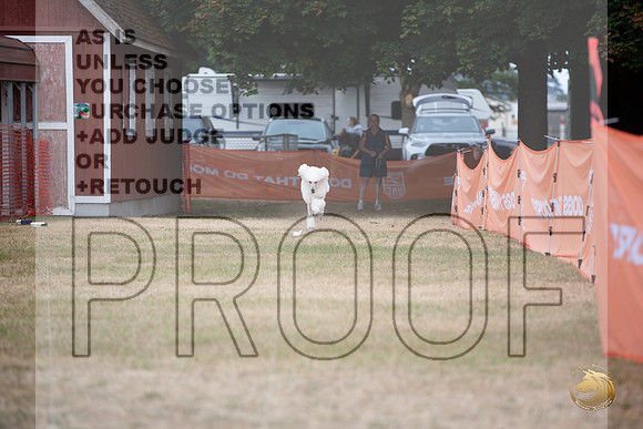 Poodle Standard DASH Sat Longview WA 2024_JJL_3781_Longview WA_2024_HR3