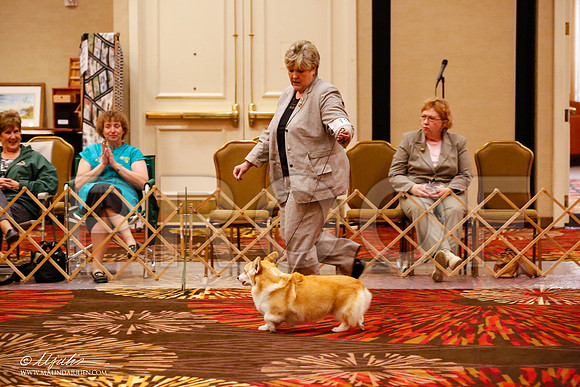 _JJ_9103-HstnCorgiFeb2015-HR3