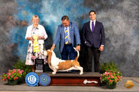 Basset Hound #7 Sun G3 Judge Debra Thornton