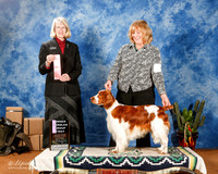 Welsh Springer #5 Sat OHG1 +A2
