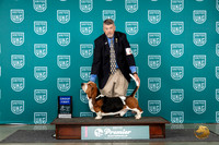 Basset Hound #? Sat G1 Judge Diane Price