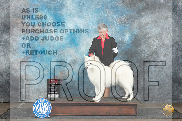 Samoyed #6 Mon BOS Judge Dr Steve Keating__JP_4370_Lubbock_2024_HR3