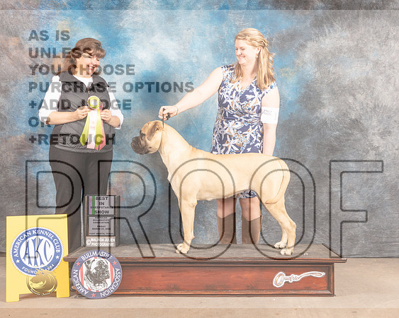 Bullmastiff #12 Fri BiSweeps Judge Anna Vaughn-MMJ_7289-FW2022-HR3