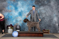 Wirehaired Pointing Griffon #6 Sat G4 Judge Gloria Kerr