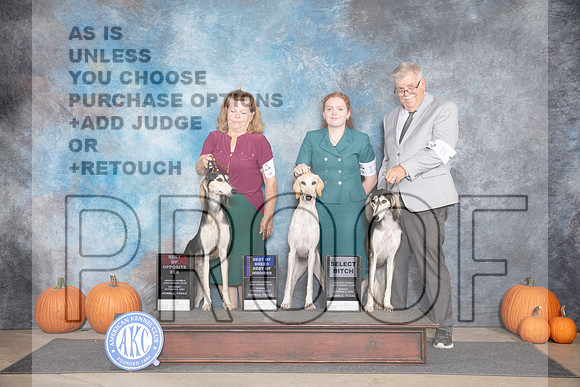 Saluki Fun BOS BOB SD M Judge Ann Roth__JP_9352_Humble_2024_HR3